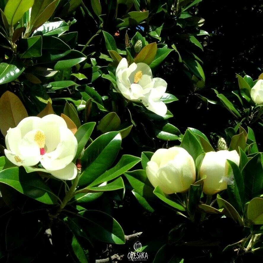 Magnolia grandiflora 5 PCS fresh seeds, Southern magnolia seeds, Bull bay Magnolia grandiflora 5 PCS fresh seeds, Southern magnolia seeds, Bull bay