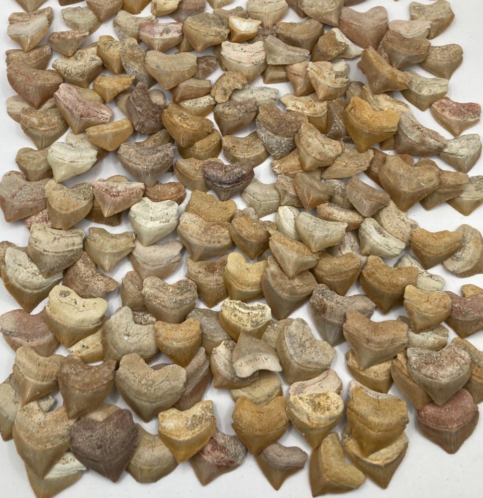 1000 pieces Shark Squalicorax Tooth Pristodontus Corax Teeth lot Fossil Morocco 1000 pieces Shark Squalicorax Tooth Pristodontus Corax Teeth lot Fossil Morocco