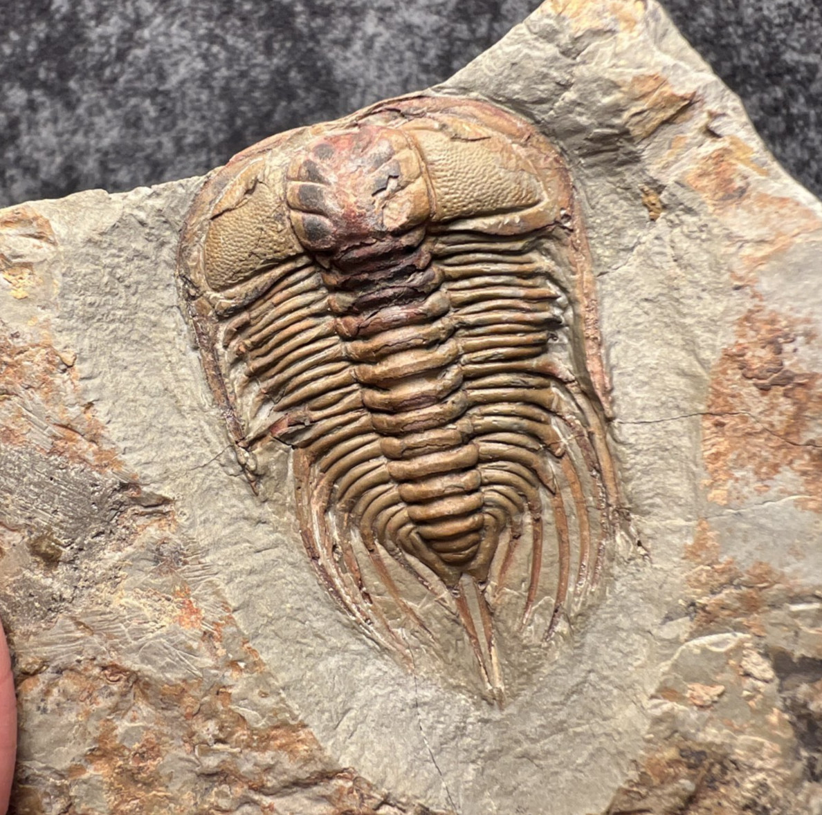 Anacheirurus (Lehua) sp. Trilobite Fossil – Exceptional Preservation ✅