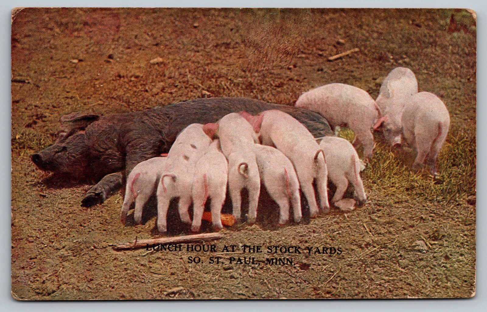 St. Paul MN Minnesota~Stock Yards Piglets & Mother~c1913 UNPTD Souvenir Postcard St. Paul MN Minnesota~Stock Yards Piglets & Mother~c1913 UNPTD Souvenir Postcard