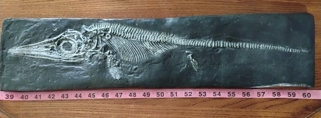 Juvenile Ichthyosaur ( Stenopterygius quad.) Skeleton- Mesozoic marine reptile- Juvenile Ichthyosaur ( Stenopterygius quad.) Skeleton- Mesozoic marine reptile-
