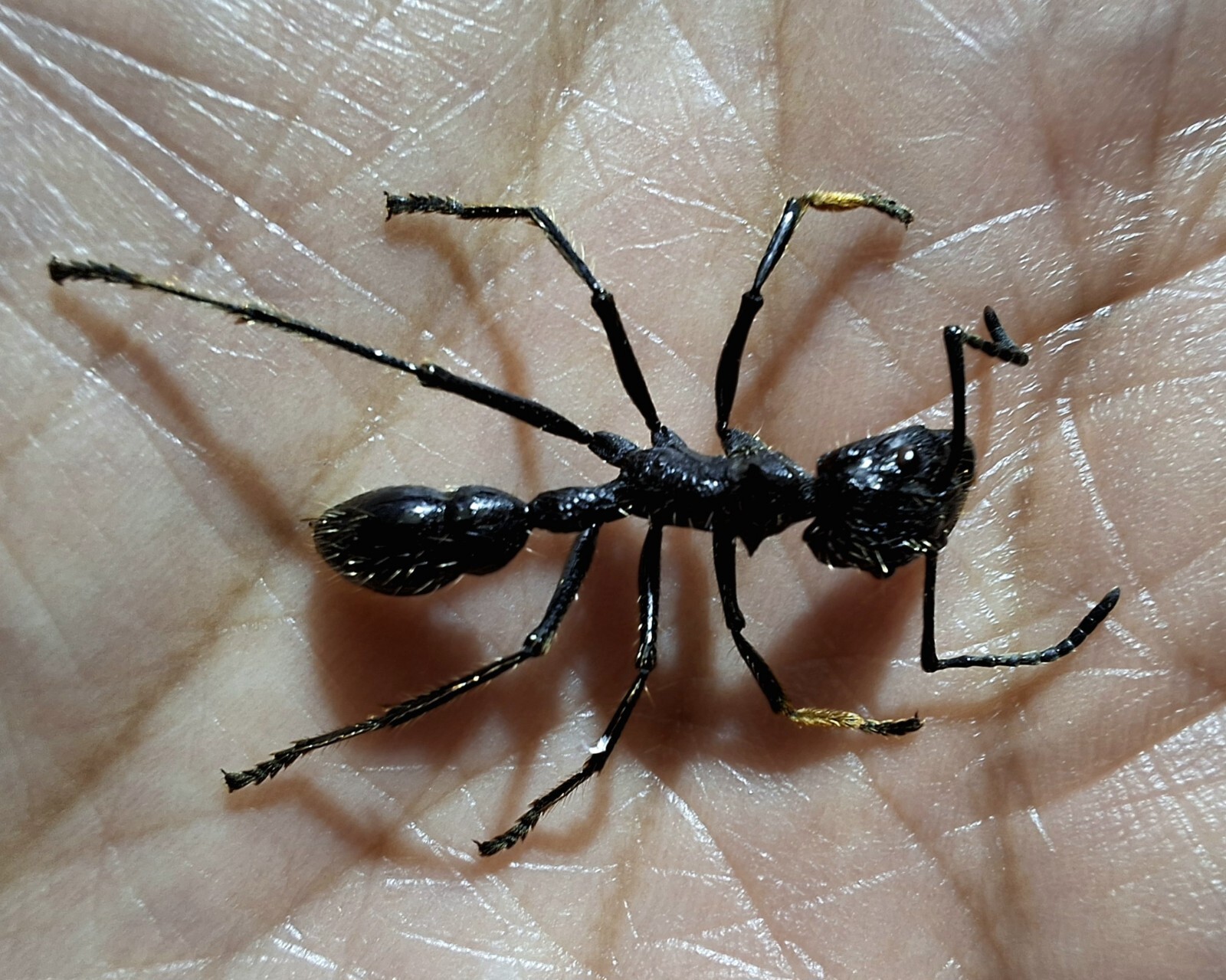 Formicidae/Real Bullet Ant Speciment Paraponera Clavata Size 19-24mm Lot Of 10