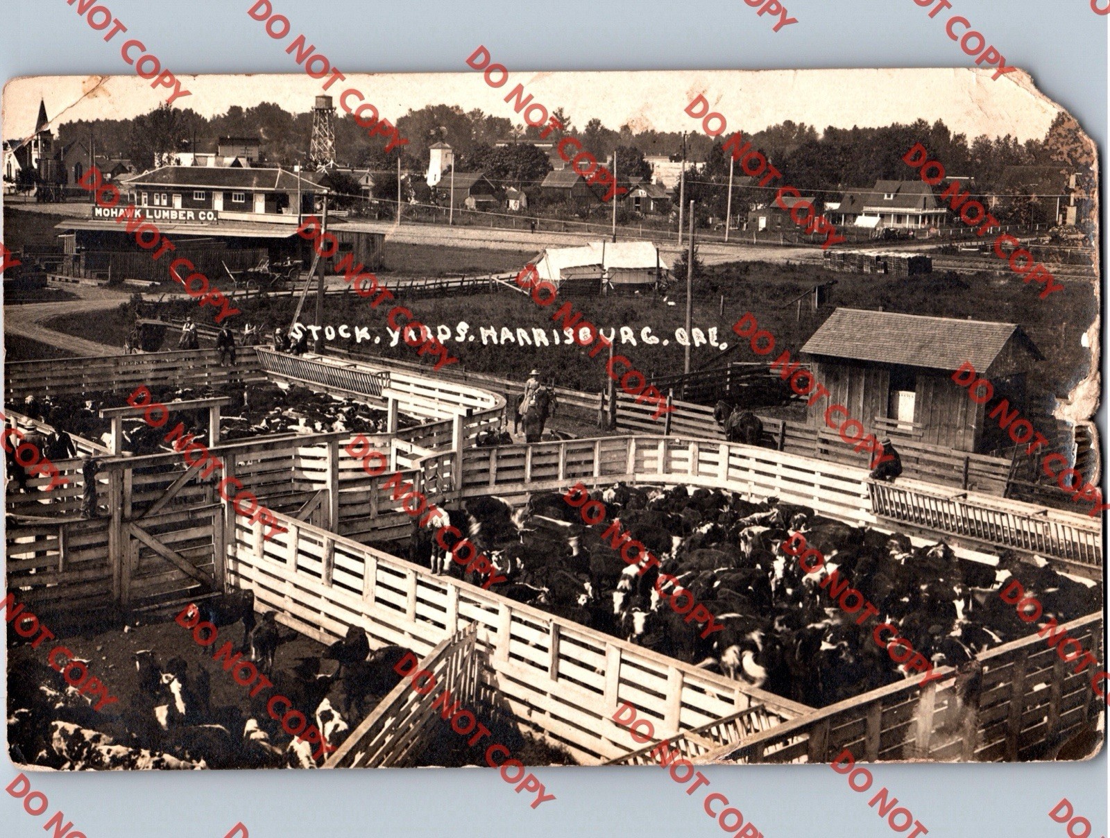 c1913 Stockyards Cows Cattle & Mohawk Lumber Co HARRISBURG Oregon OR RPPC Photo