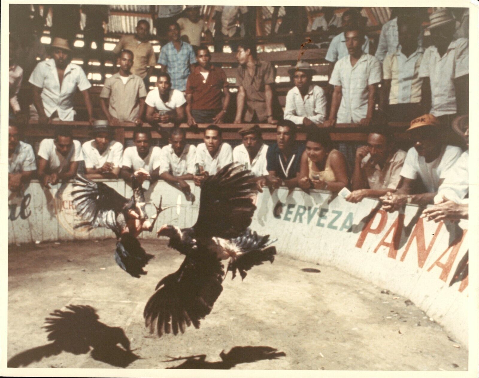 LD231 Orig Lane Stewart Color Photo ROOSTERS FIGHTING Illegal Sport in Mexico