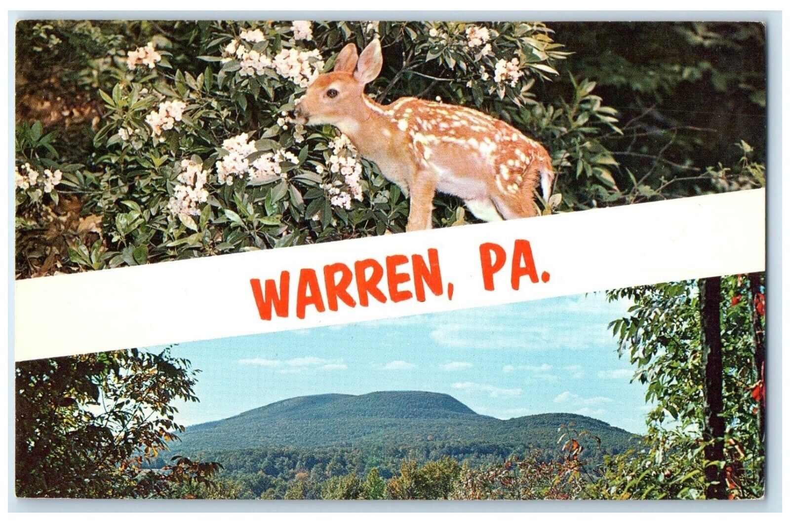 c1950's Warren Pennsylvania PA, Deer Dual View Banner Unposed Vintage Postcard