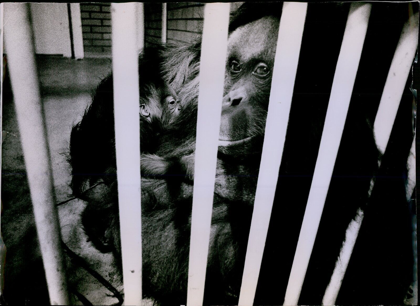 LG818 1976 Original Richard Olsenius Photo UNEXPECTED ORANGUTAN Como Park Zoo