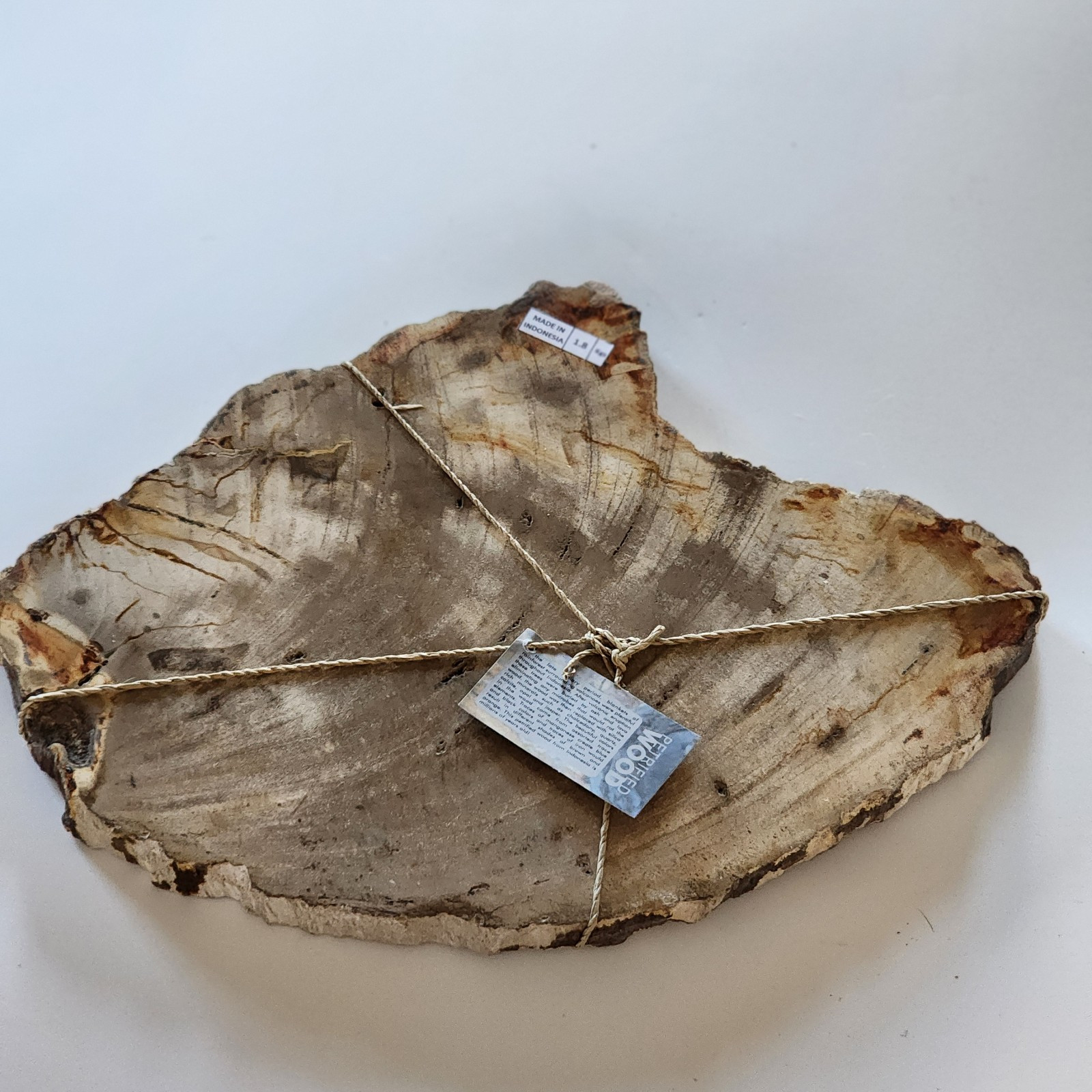 KCGS Natural Petrified Wood Slab from Indonesia US SELLER 3+LBS #0146 BEAUTIFUL
