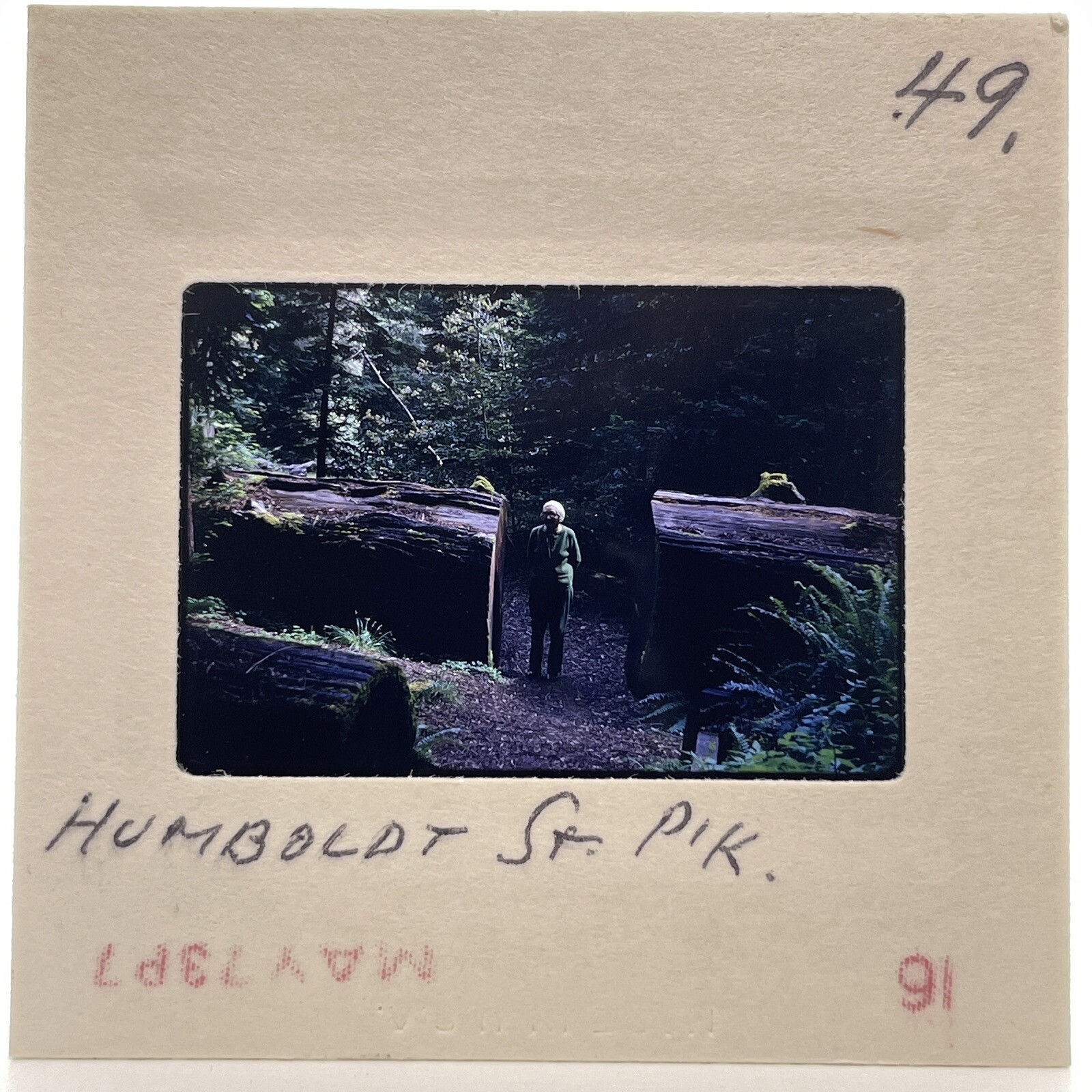 Vintage 70s 35mm Slide Woman Posed By Large Tree Humboldt State Park Vintage 70s 35mm Slide Woman Posed By Large Tree Humboldt State Park