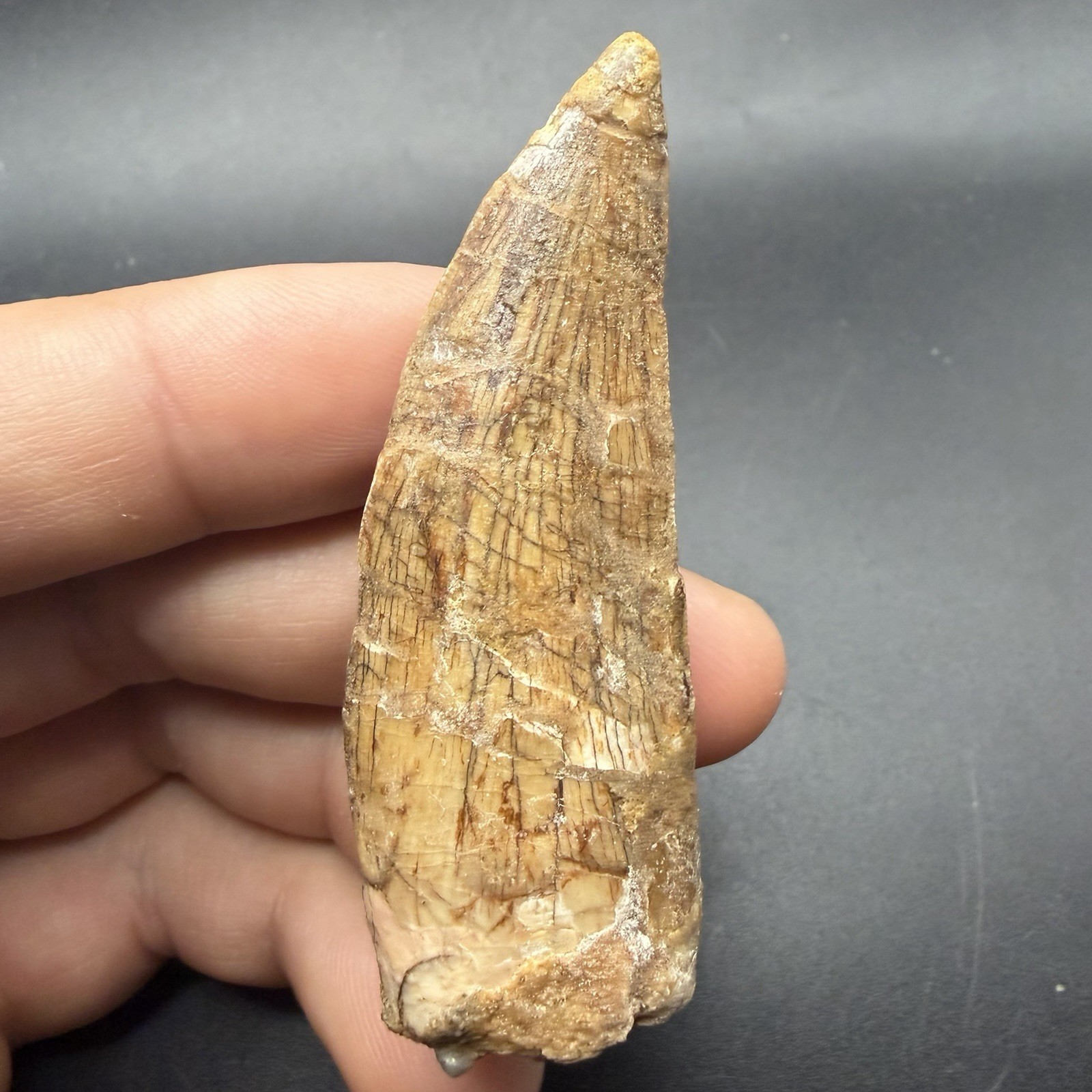 Charcharodontosaurus Dinosaur Tooth Fossil 2.74” Restored Charcharodontosaurus Dinosaur Tooth Fossil 2.74” Restored