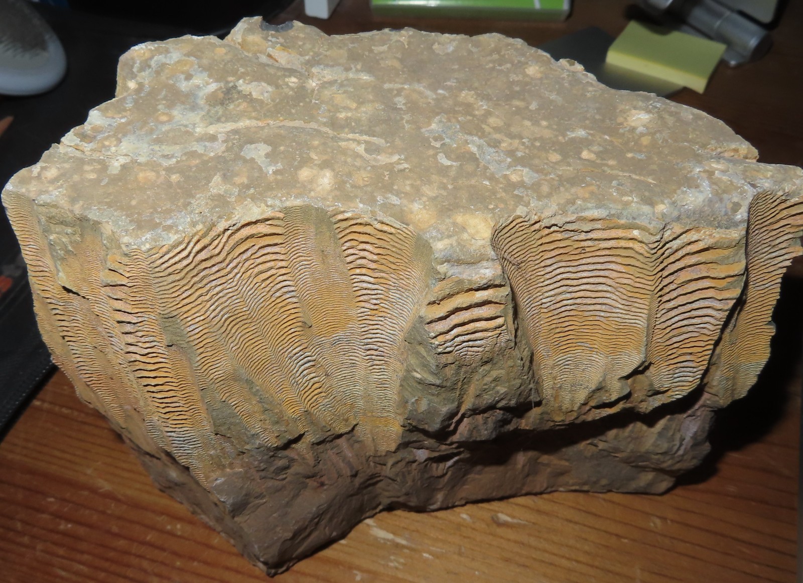 Cone-in-Cone CIC Big Horn Basin Wyoming LARGE museum quality Limestone Calcite