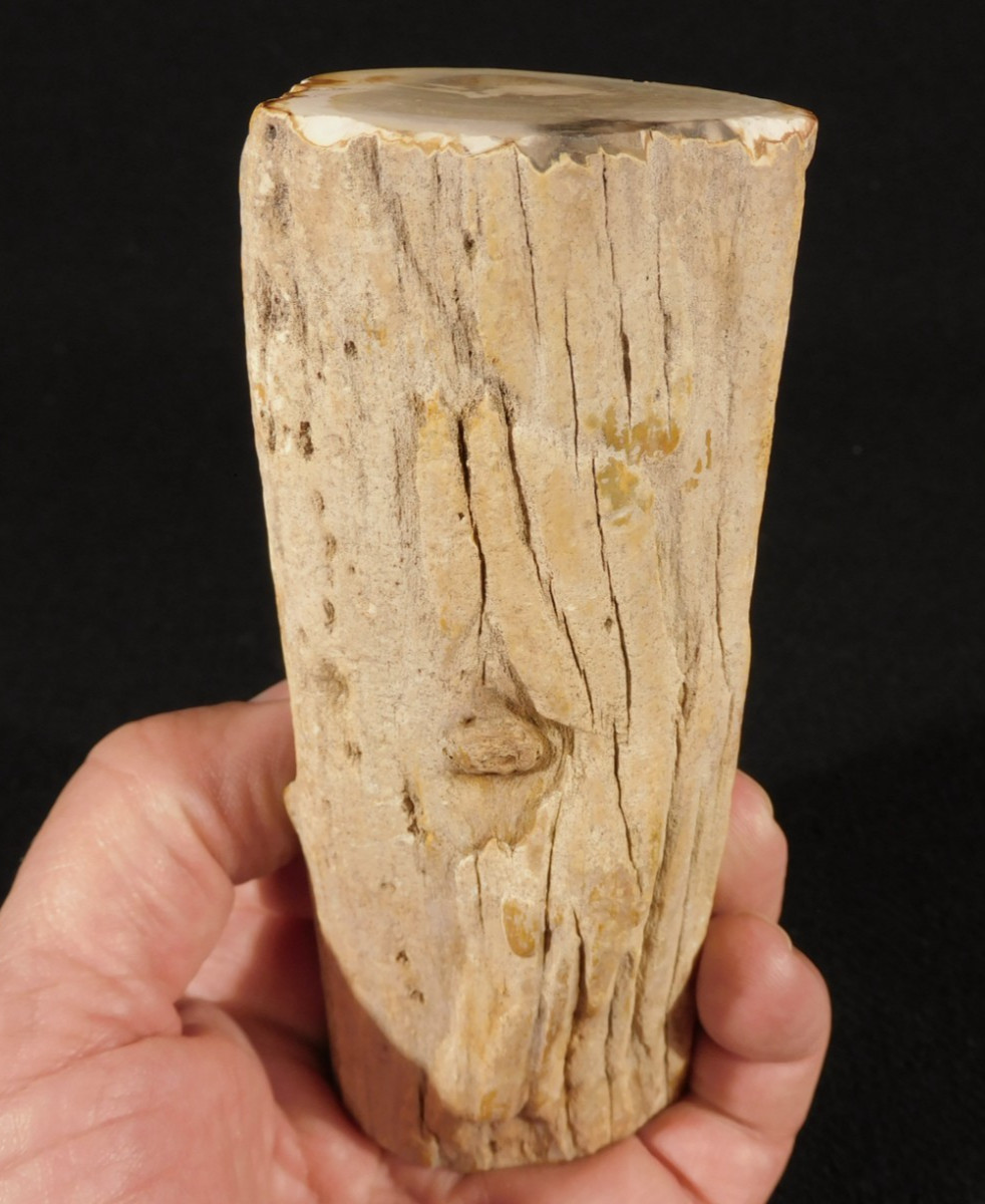 VERY Well Preserved BARK LONG Polished Petrified WOOD Fossil Madagascar 327gr