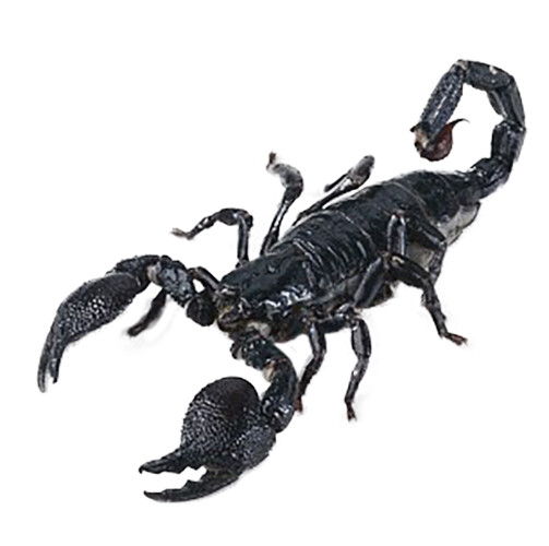 Heterometrus laoticus mounted ONE REAL EMPEROR SCORPION DEFENSIVE POSE Heterometrus laoticus mounted ONE REAL EMPEROR SCORPION DEFENSIVE POSE
