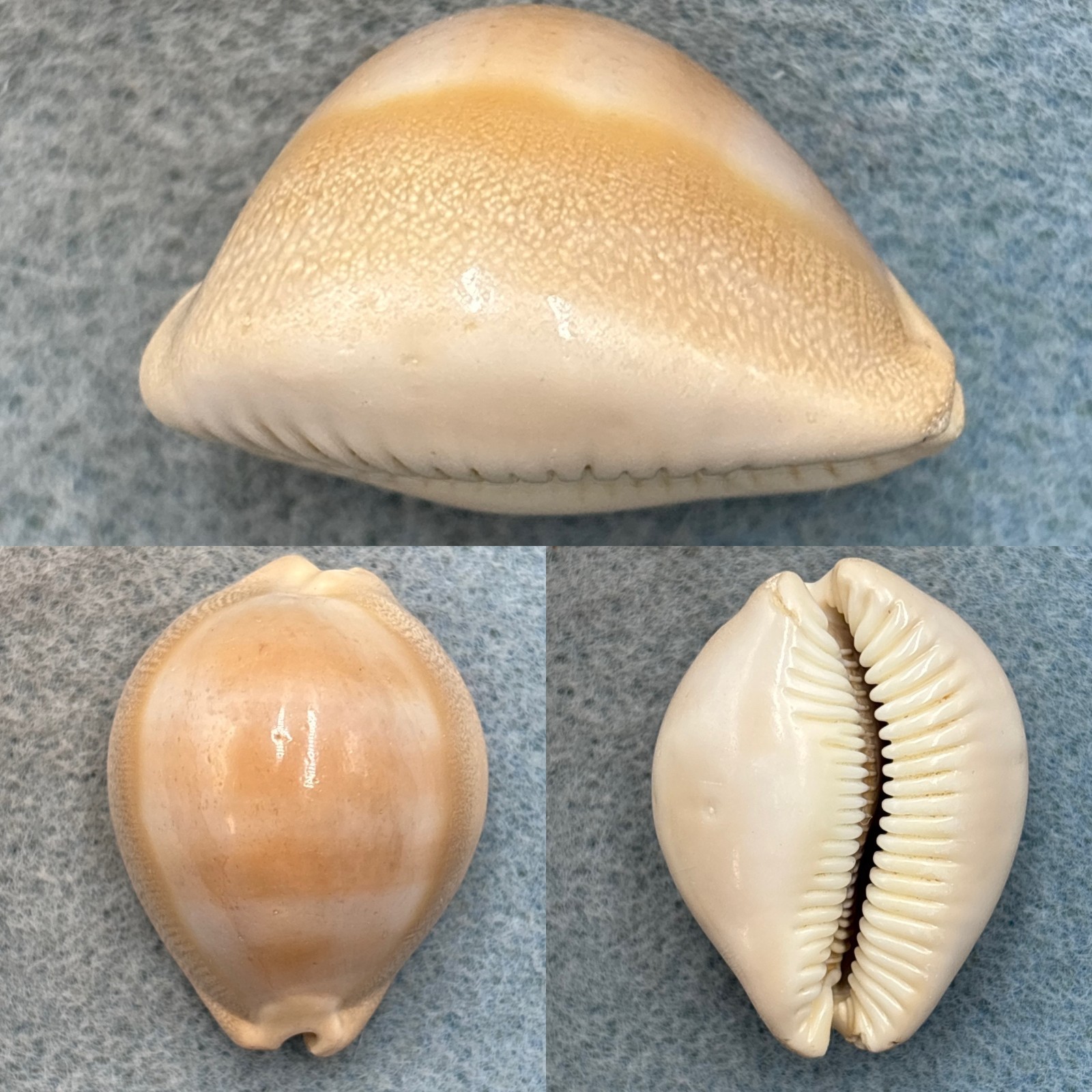 #6 Cypraea sulcidentata 36.6mm F Hawaii #6 Cypraea sulcidentata 36.6mm F Hawaii