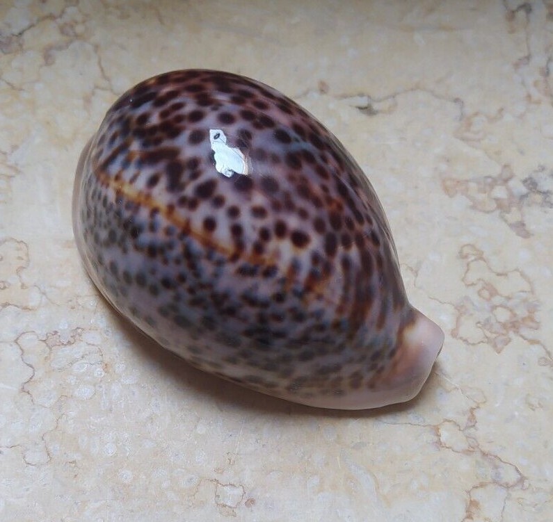 Cypraea pantherina wow cery nice color 91.5mm F++++ red sea shell natural glossy Cypraea pantherina wow cery nice color 91.5mm F++++ red sea shell natural glossy