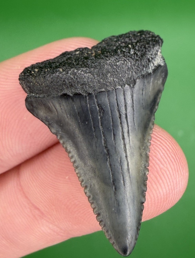1.26” Great White Shark Tooth Fossil real Shark Teeth Lowcountry SC 1.26” Great White Shark Tooth Fossil real Shark Teeth Lowcountry SC