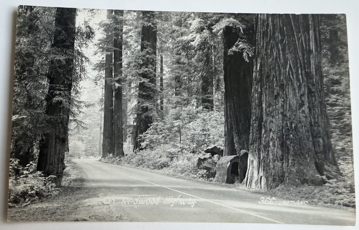c1940s RPPC On Redwood Highway Trees California CA Real Photo Postcard c1940s RPPC On Redwood Highway Trees California CA Real Photo Postcard
