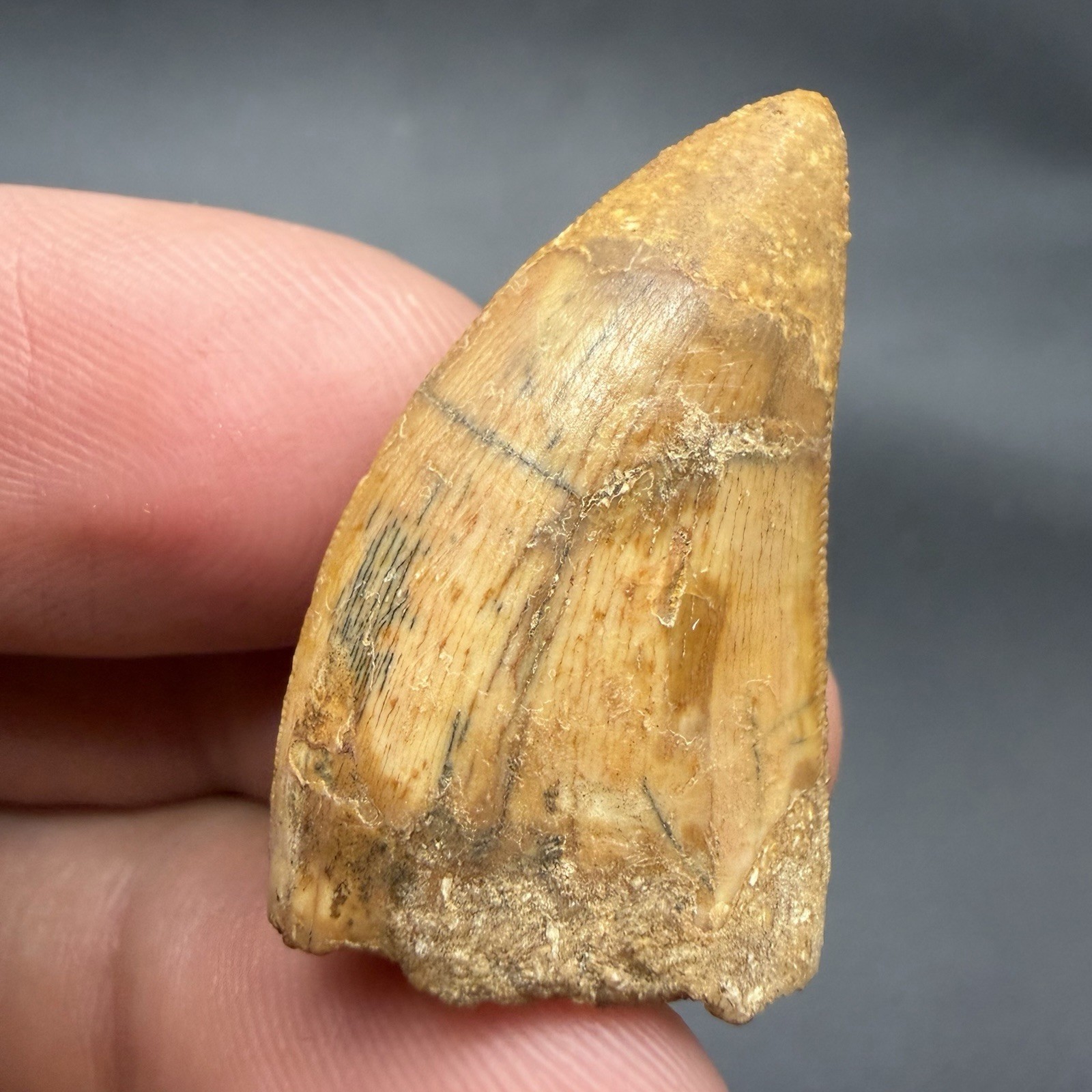 Real Fossil Dinosaur Tooth 1.30” Charcharodontosaurus T Rex Relative (restored) Real Fossil Dinosaur Tooth 1.30” Charcharodontosaurus T Rex Relative (restored)