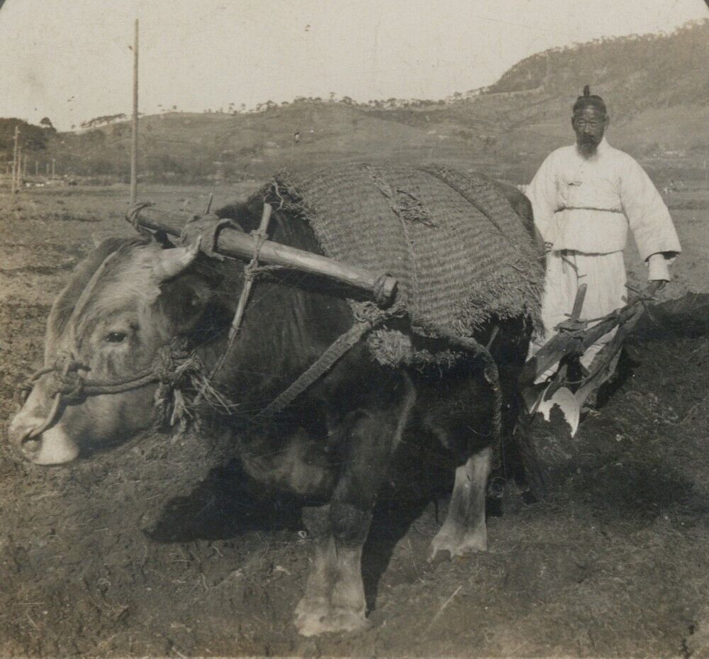 Chinese Farmer Water Buffalo 1890 China Worker Peasant Cattle Farm Antique Photo