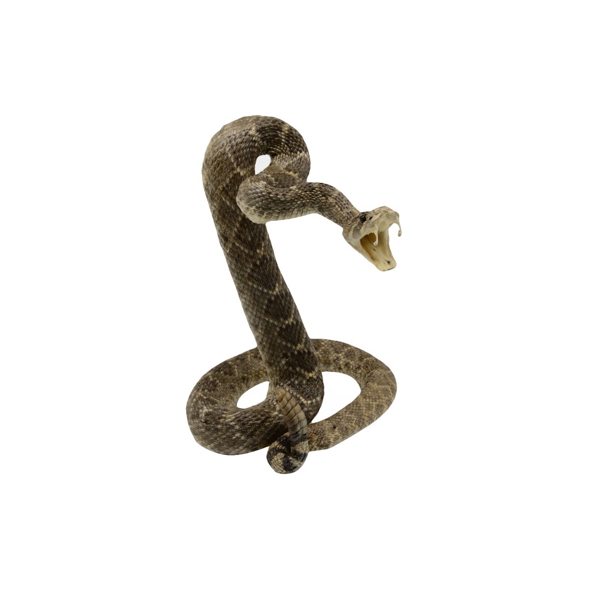 100% Genuine Real Snake Taxidermy Striking Eastern Diamondback Rattlesnake Mount
