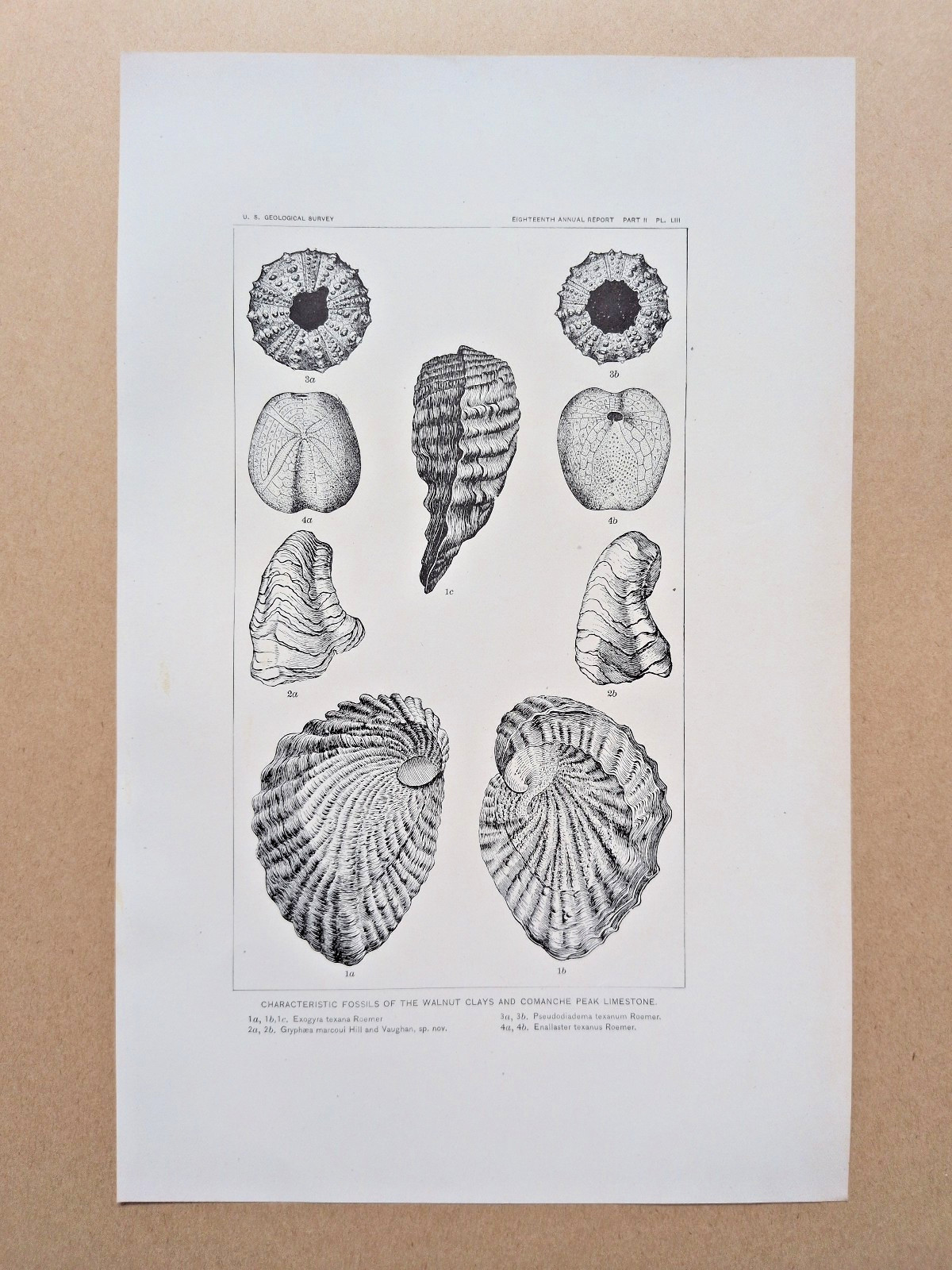 Fossils of the Walnut Clays and Comanche Peak - Antique Geological Print - 1897 Fossils of the Walnut Clays and Comanche Peak - Antique Geological Print - 1897