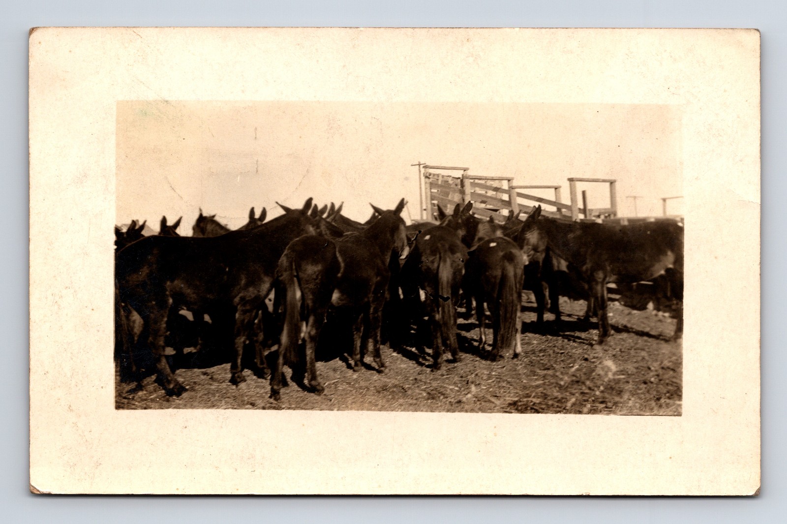 RPPC Mules From Jack Guymon OK To Thomas Bowen JR Dodgeville WI RPO Postcard RPPC Mules From Jack Guymon OK To Thomas Bowen JR Dodgeville WI RPO Postcard