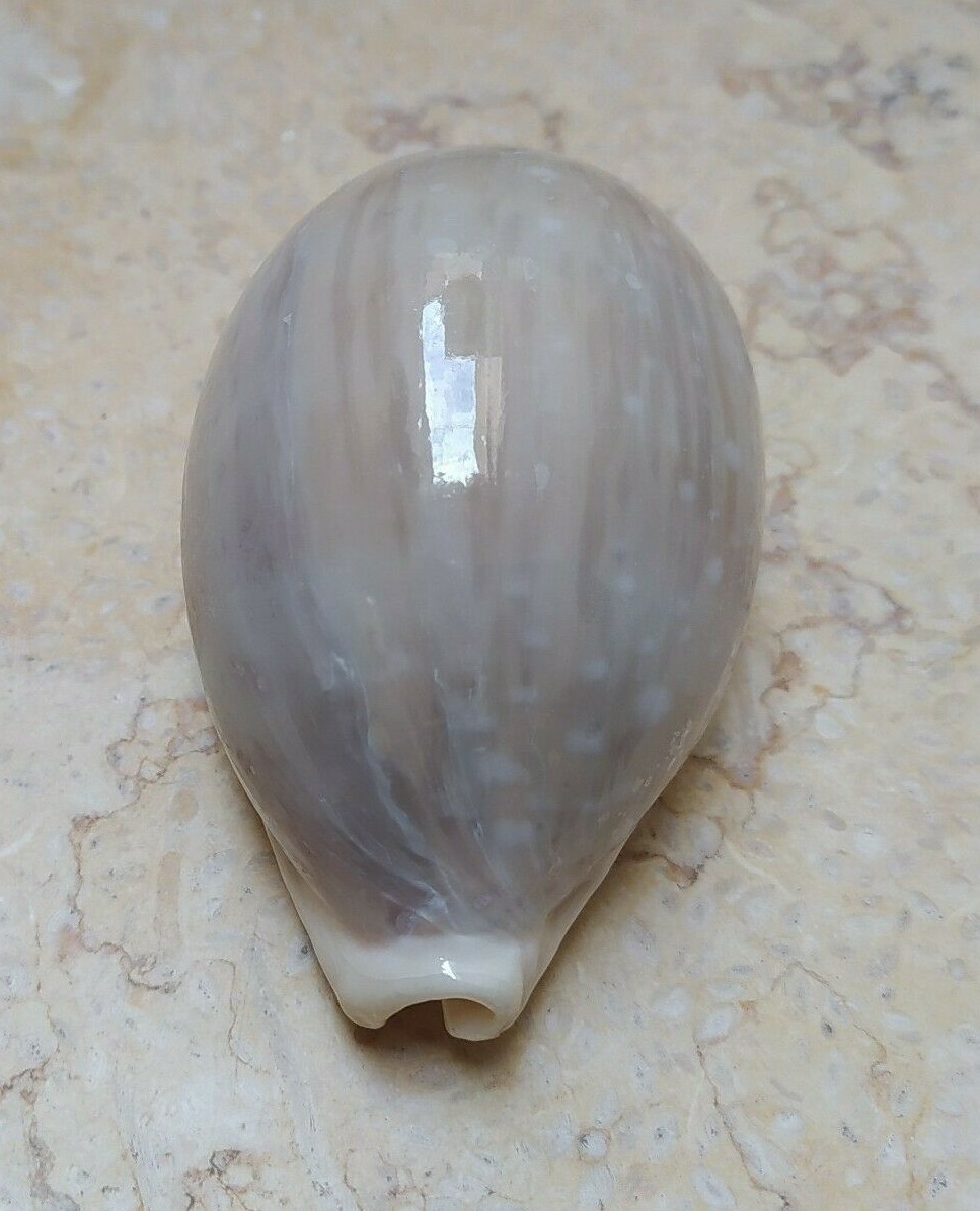 F Cypraea camelopardalis wow LARGE SIZE 82mm F+++ red sea shell superb lyncina F Cypraea camelopardalis wow LARGE SIZE 82mm F+++ red sea shell superb lyncina