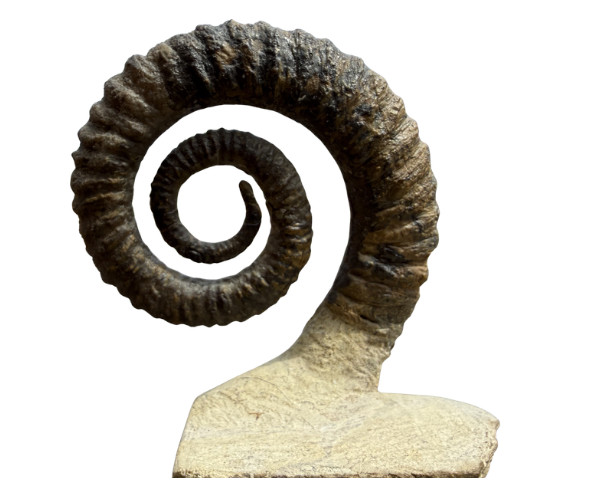 Rare Complete Heteromorph Ammonite Fossil Cretaceous Nautilus 