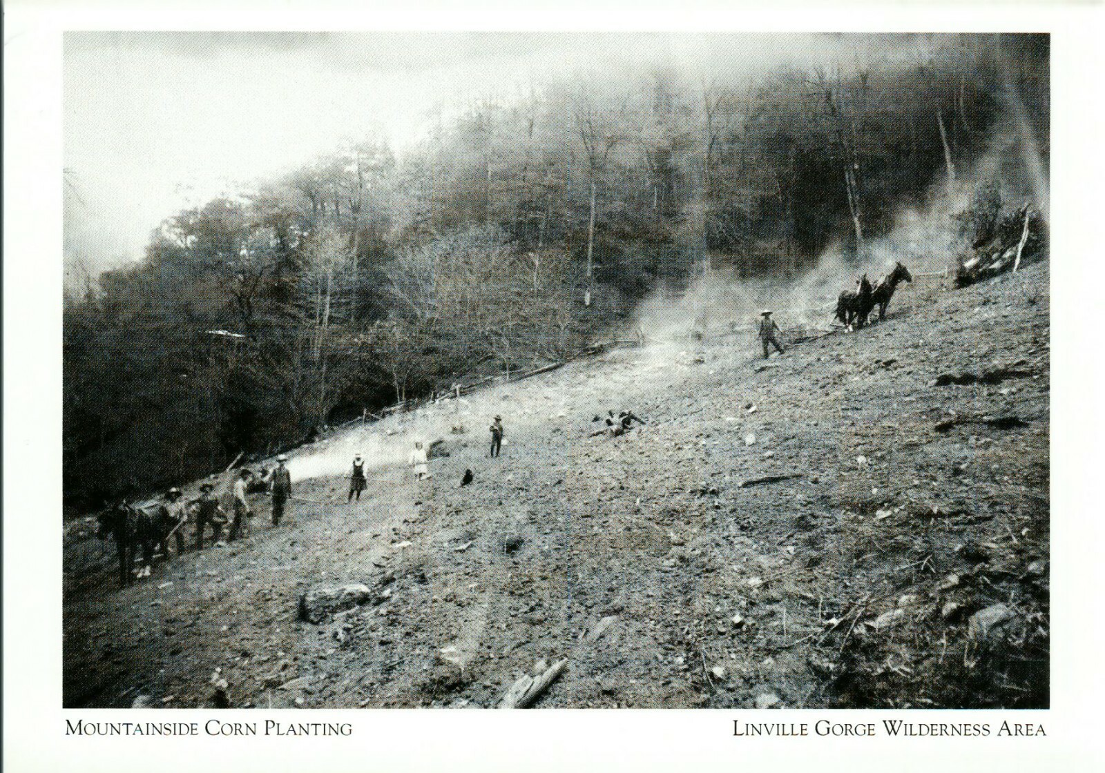 *NC Postcard-*Mountainside Corn Planting *NC Postcard-*Mountainside Corn Planting
