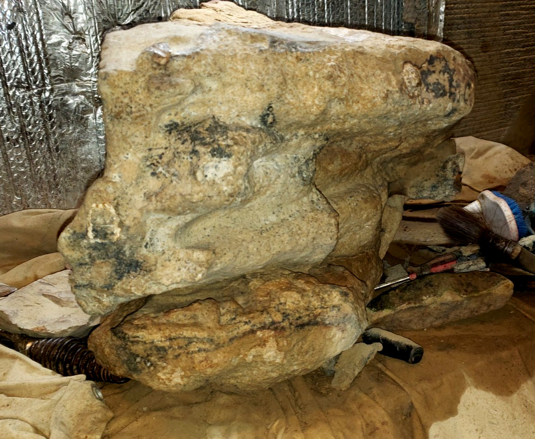 REAL  ANKYLOSAURUS SKULL DINOSAUR FOSSIL PREHISTORIC FROM COLORADO VERIFIED