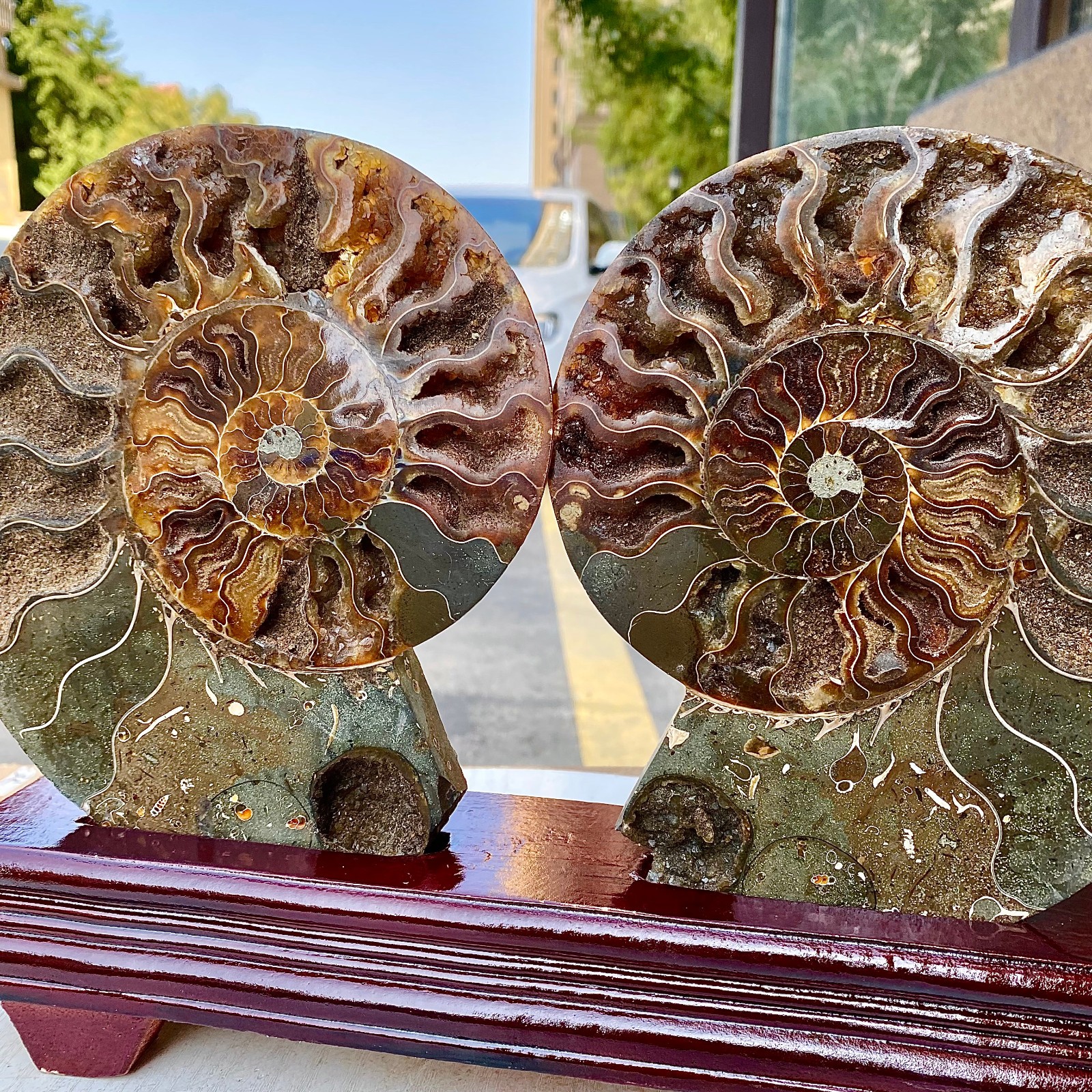 3.46LB  1pair of Natural conch slice polished Fossil Madagasca