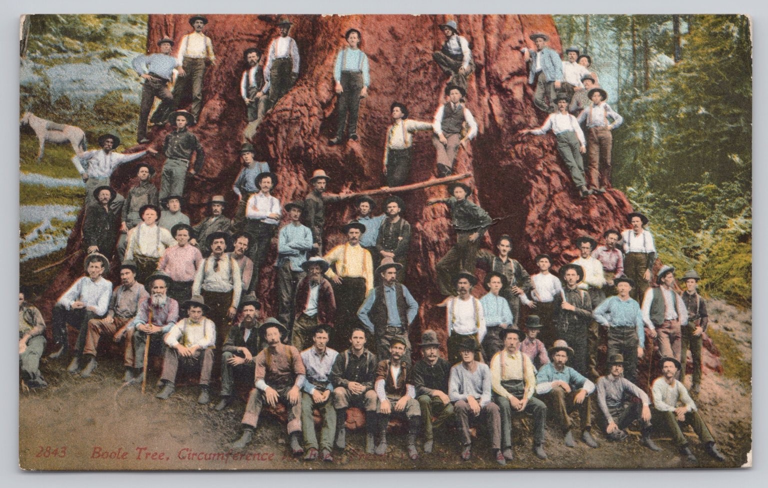 Vintage Boole Tree Redwood Lumberjacks Postcard by Edward H. Mitchell 1912