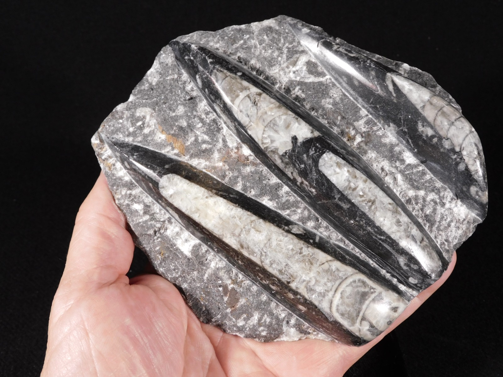 LARGER 400 Million Year Old Polished ORTHOCERAS Fossil Plate Morocco 712gr