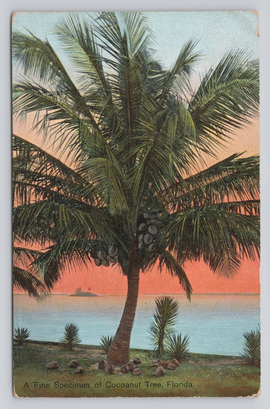 A Fine Specimen of Cocoanut Coconut Tree Florida A Fine Specimen of Cocoanut Coconut Tree Florida