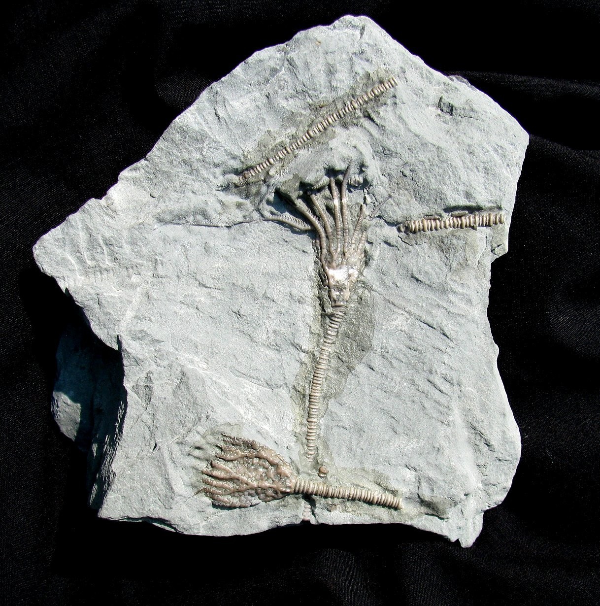 VERY COOL DOUBLE GLYPTOCRINUS CRINOID FOSSIL PLATE FROM KENTUCKY - NICE DISPLAY