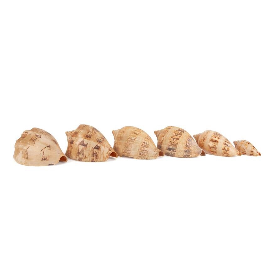 6 LARGE VOLUTE SHELLS, 88 - 211MM, OR CHOICE?? 6 LARGE VOLUTE SHELLS, 88 - 211MM, OR CHOICE??