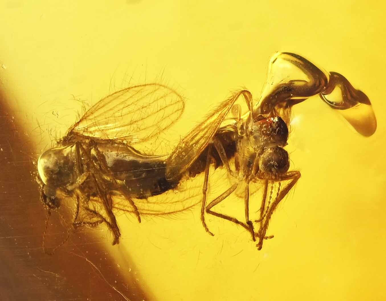 Mating pair of Brachycera (Flies), Fossil inclusion in Burmese Amber Mating pair of Brachycera (Flies), Fossil inclusion in Burmese Amber