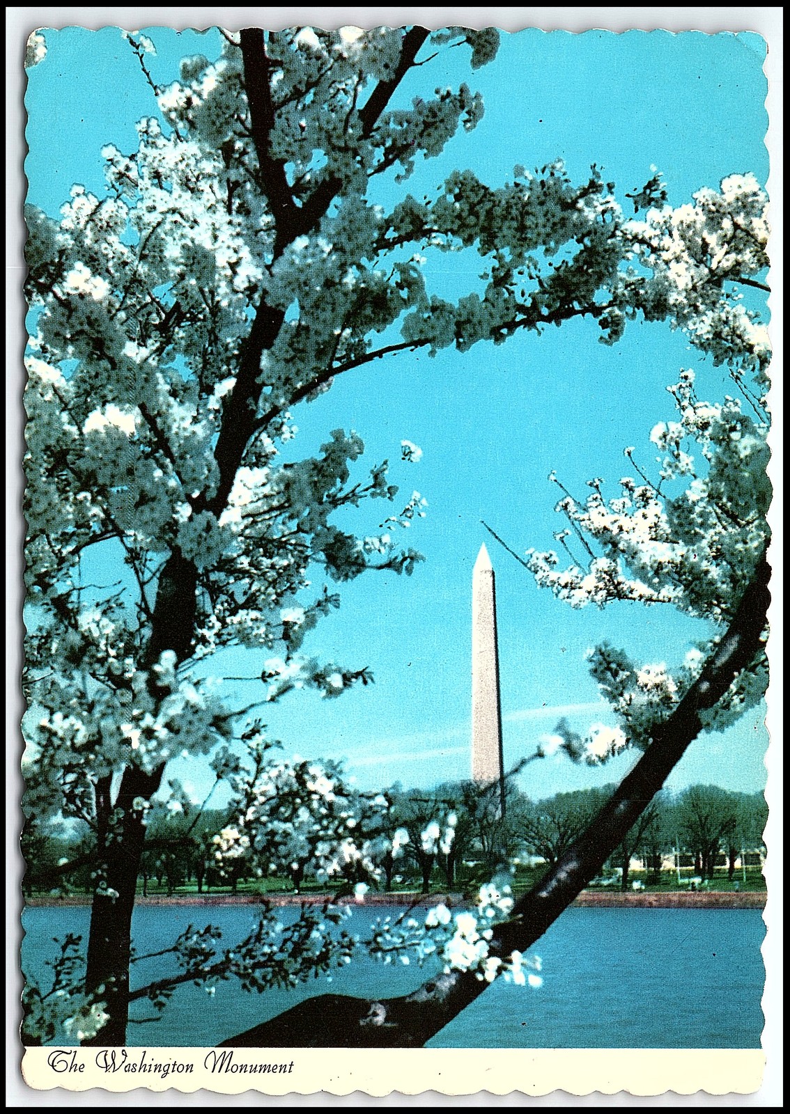 Washington D.C. Monument Cherry Blossoms Spring Dexter Press Vintage K432 Washington D.C. Monument Cherry Blossoms Spring Dexter Press Vintage K432