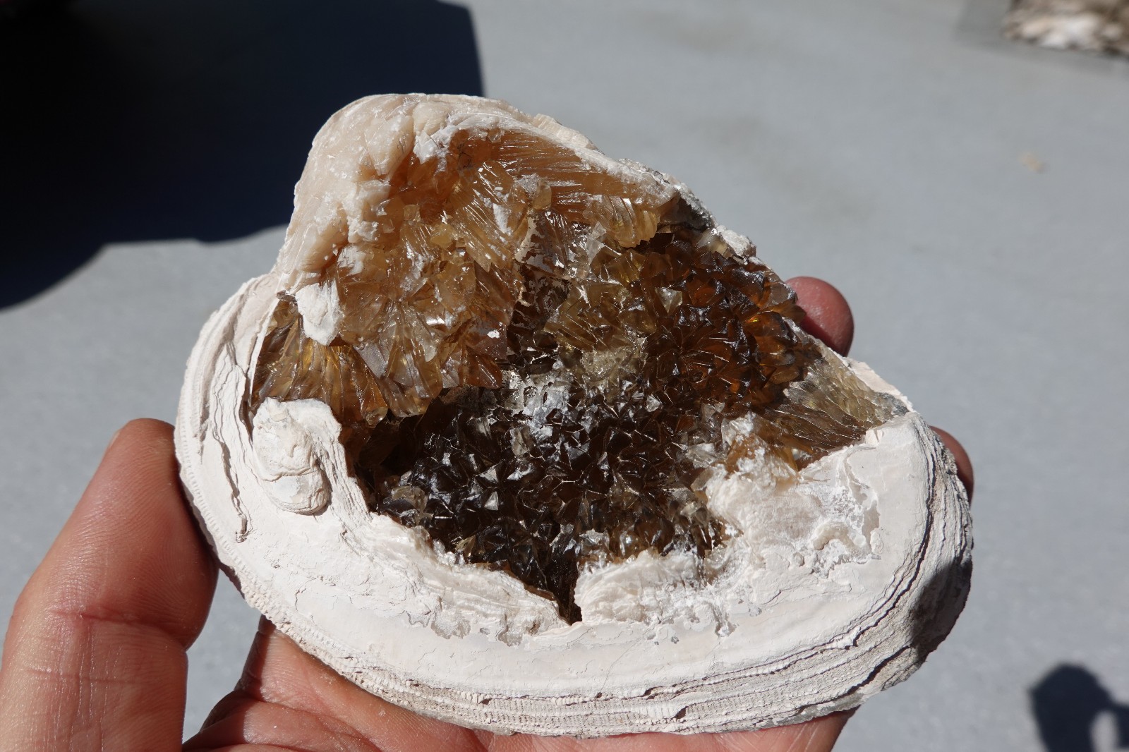 Golden Yellow Calcite Crystals In Clam Shell, Fossil , Florida Fort Drum Golden Yellow Calcite Crystals In Clam Shell, Fossil , Florida Fort Drum
