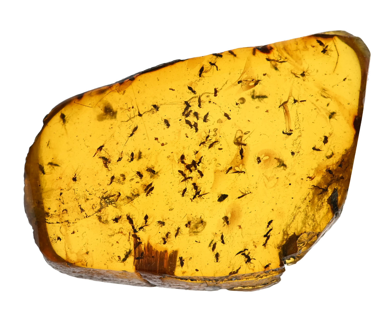 Huge Swarm of Brachycera (Flies), Fossil inclusion in Burmese Amber Huge Swarm of Brachycera (Flies), Fossil inclusion in Burmese Amber
