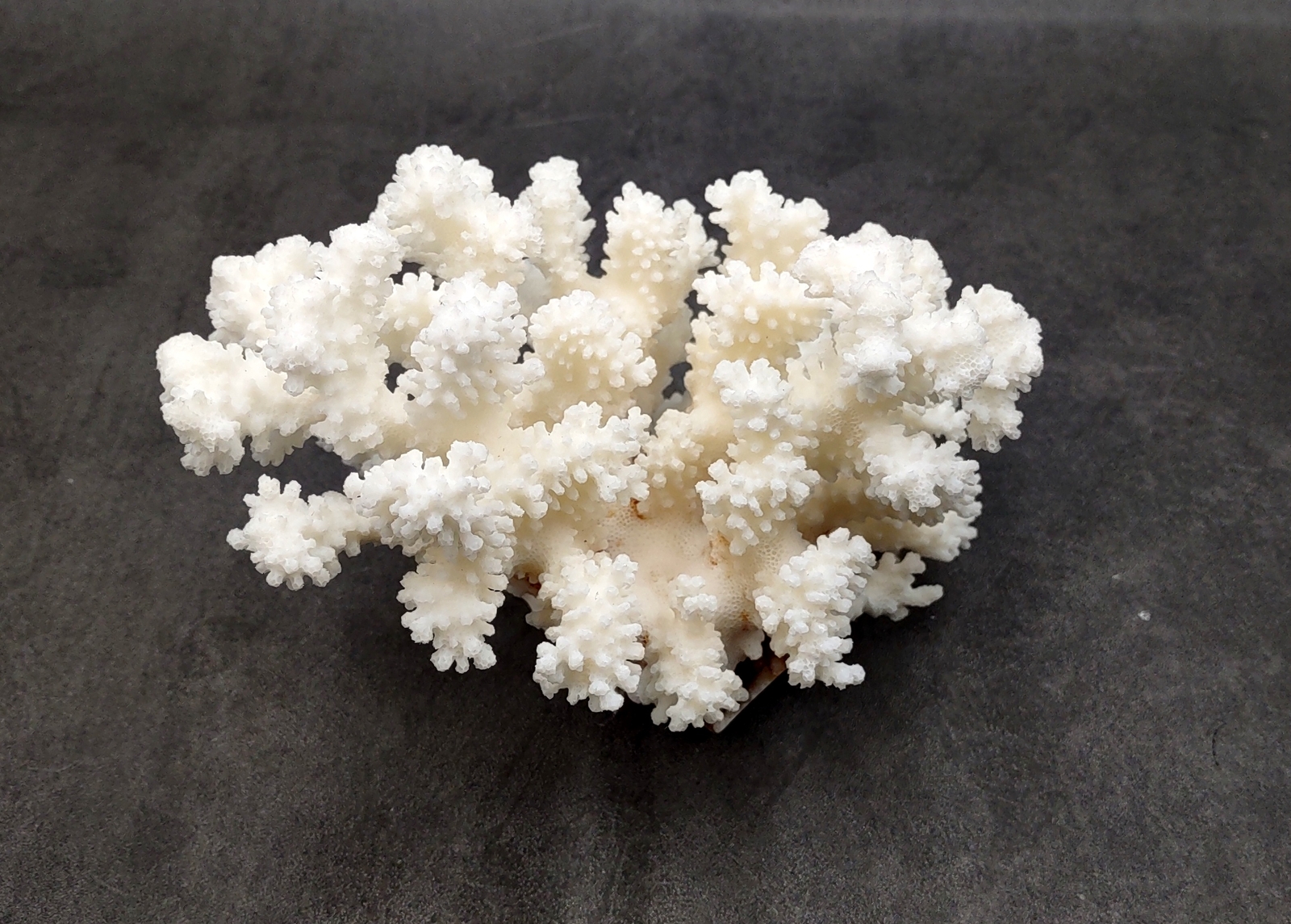 Brownstem White Coral Cluster (1 coral approx. 7L x 5.5H x 4.5D inches)