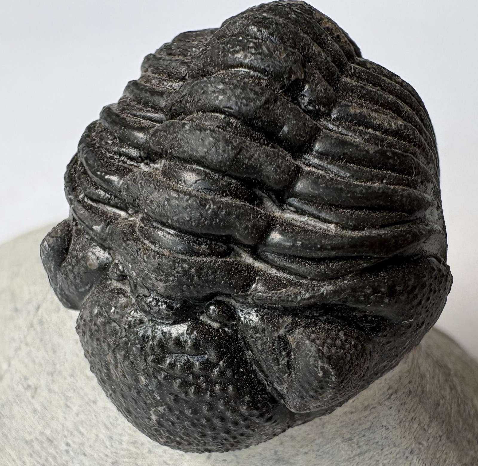 Phacops or Reedops Trilobite Fossils Morocco #PE58 Phacops or Reedops Trilobite Fossils Morocco #PE58