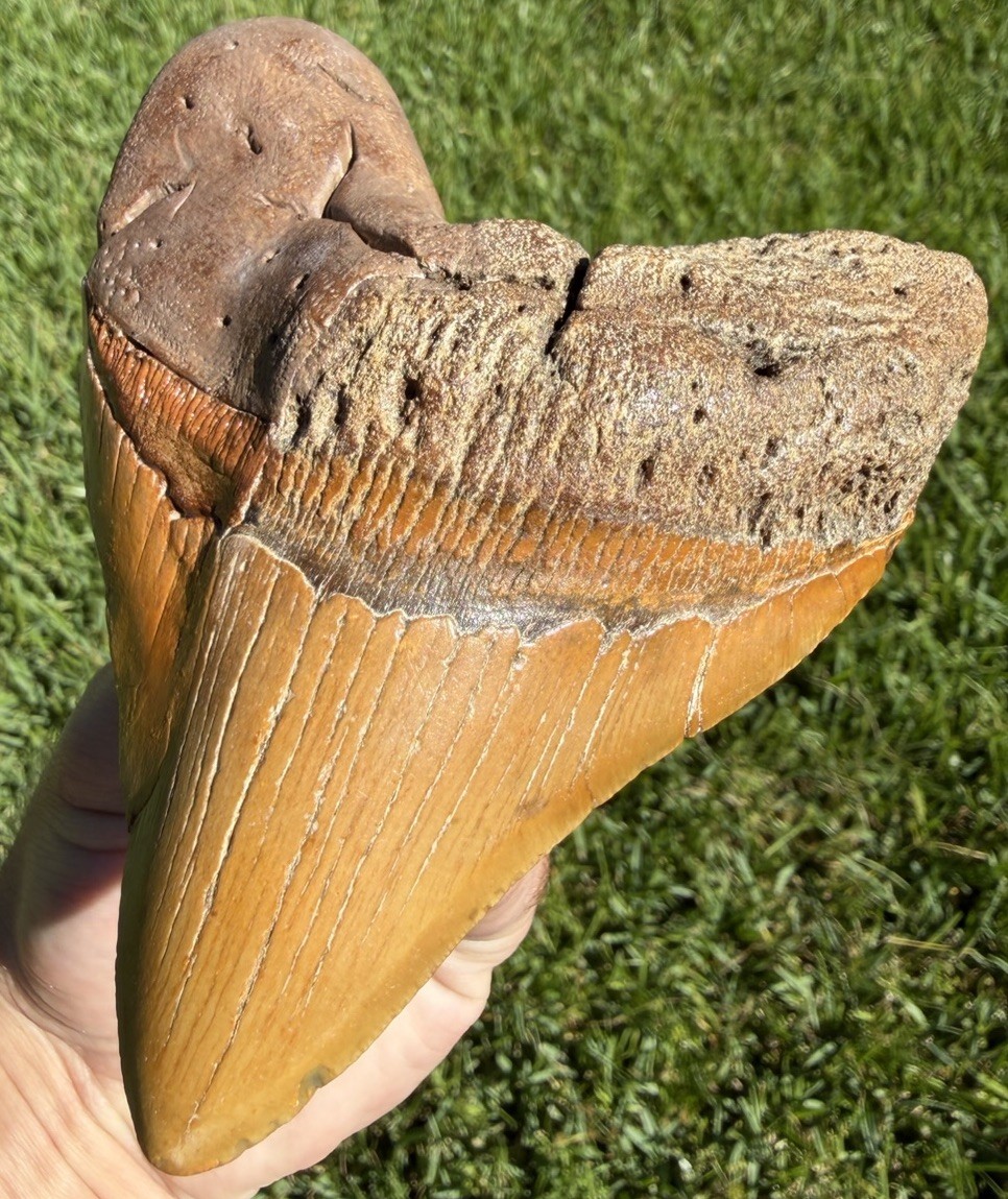 4.88” “HALOWEEN” Megalodon Shark Tooth Real Shark Teeth Fossil Restored 4.88” “HALOWEEN” Megalodon Shark Tooth Real Shark Teeth Fossil Restored