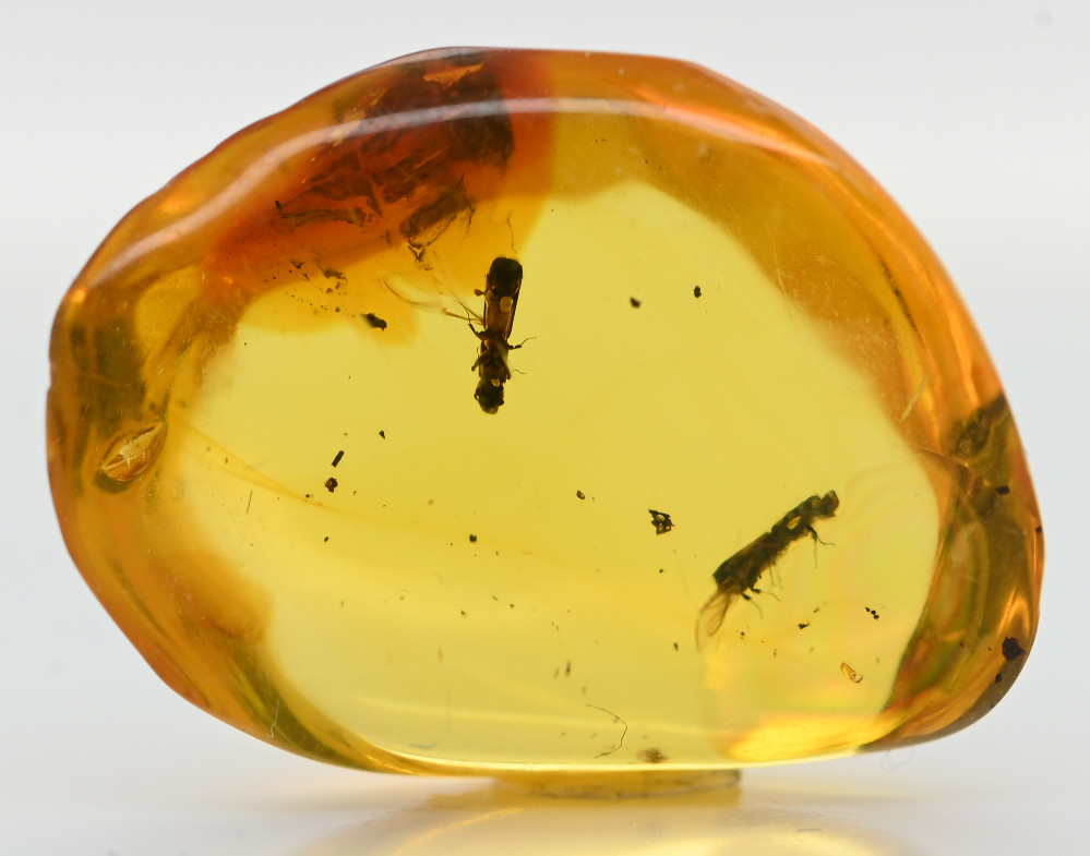 Two Detailed Flat Footed Beetles, Fossil Inclusion in Dominican Amber Two Detailed Flat Footed Beetles, Fossil Inclusion in Dominican Amber