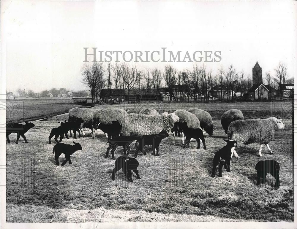 1963 Press Photo Flock Of Black Sheep On Farm In Friesland Province Netherlands 1963 Press Photo Flock Of Black Sheep On Farm In Friesland Province Netherlands