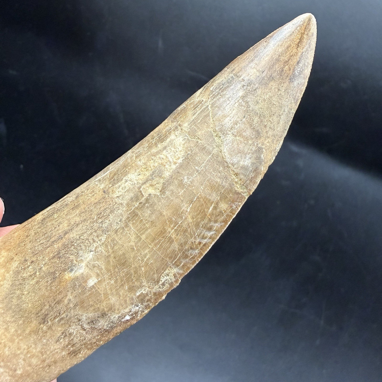 T Rex Cousin - HUGE Charcharodontosaurus DINOSAUR TOOTH FOSSIL 3.84” REAL T Rex Cousin - HUGE Charcharodontosaurus DINOSAUR TOOTH FOSSIL 3.84” REAL