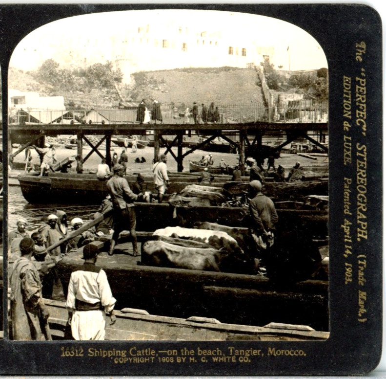 MOROCCO, Tangier, Shipping Cattle On The Beach--H.C. White Stereoview A108 MOROCCO, Tangier, Shipping Cattle On The Beach--H.C. White Stereoview A108