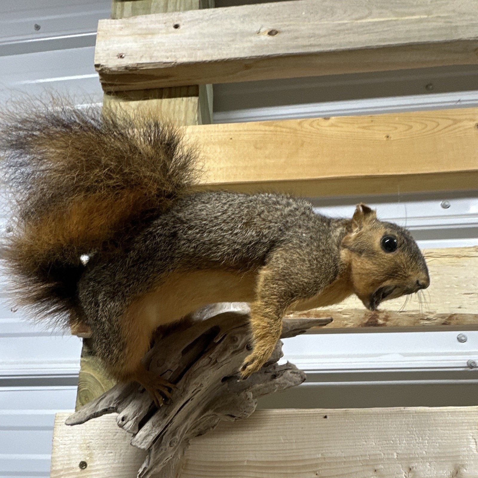 Grey Squirrel On Wood #1165 Grey Squirrel On Wood #1165
