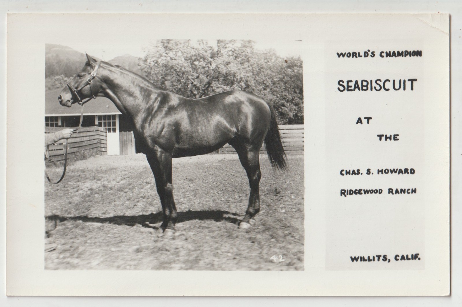 SEABISCUIT Thoroughbred Race Horse Vintage RPPC Postcard WILLITS CA SEABISCUIT Thoroughbred Race Horse Vintage RPPC Postcard WILLITS CA