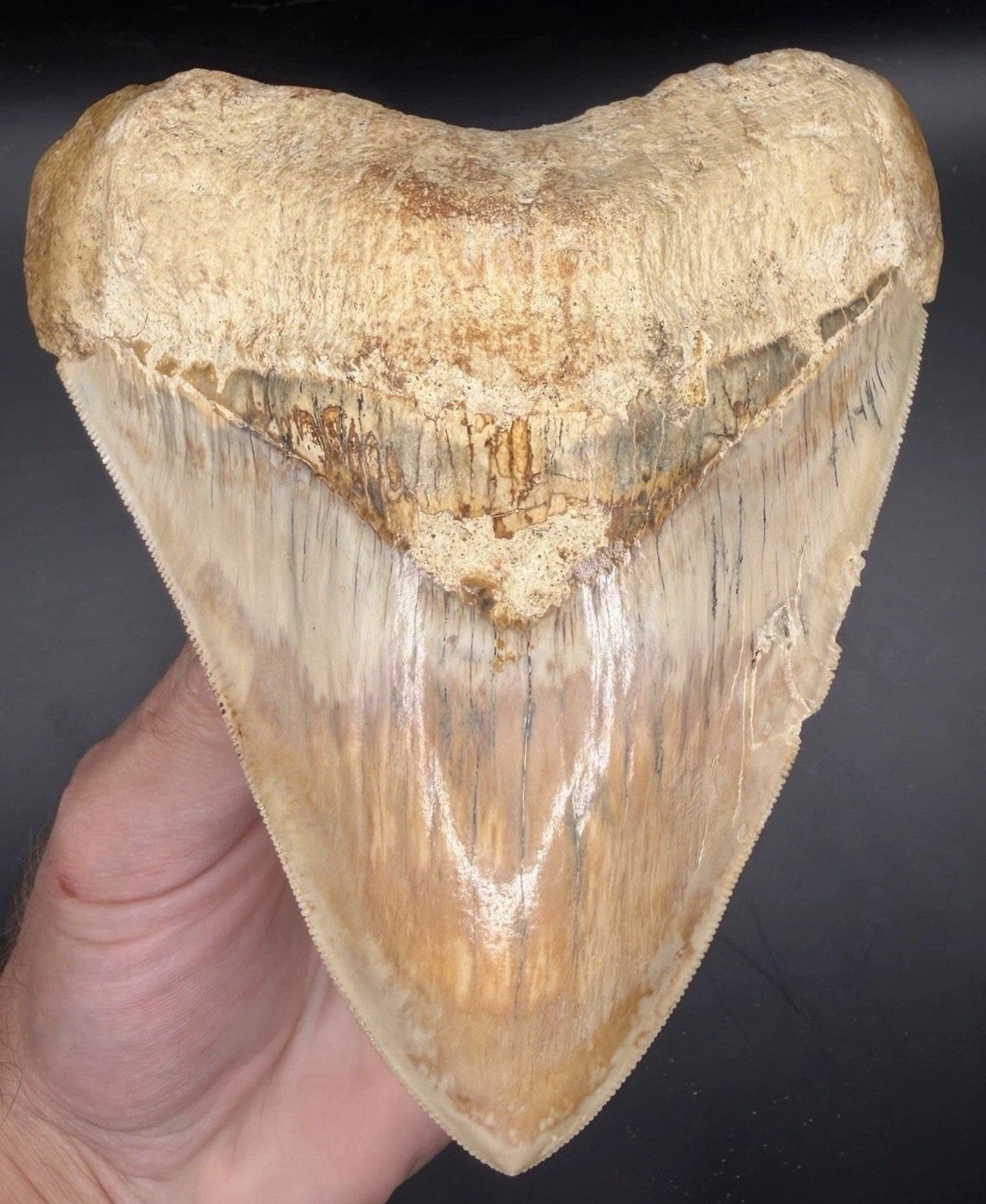 XL 4.95” Serrated Indonesian Megalodon Shark Tooth Real Shark Teeth Fossils