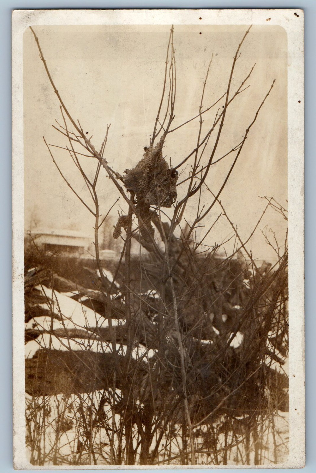 c1910\'s View Of Nest Hive RPPC Photo Unposted Antique Postcard c1910\'s View Of Nest Hive RPPC Photo Unposted Antique Postcard
